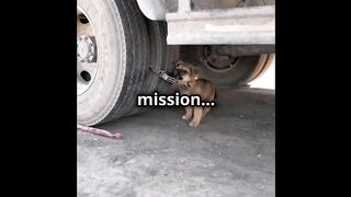 Mother Dog Teaches Her Puppies Near a Truck – Adorable Family Moment!