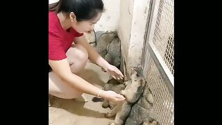 A girl playing with Capybara and continuously tearing him