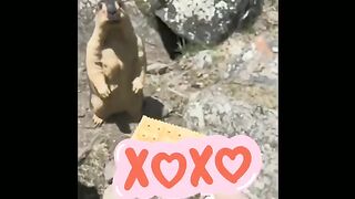 This time Capybara enjoying a cookie