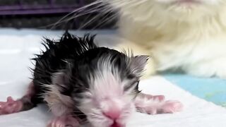 Kitten timelapse day 1 to 180 days Moy version #cat #funnycat #cutecat #cat #kitten #timelapse