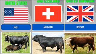 Different Country Breeds of Cattles