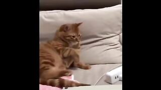 Funny Animal Videos PT02