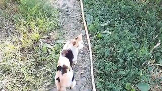 Mother gives milk to her kittens . Cute kittens are very beautiful