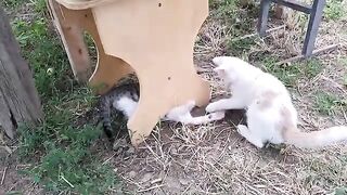 Cute kittens play very interestingly . Watching these kittens is relaxing.