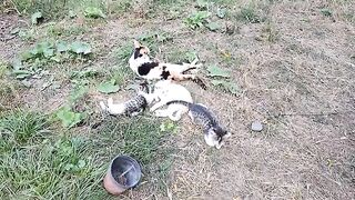 Cute kittens are playing . Mother gives milk to her kittens.