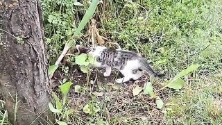 Cute kittens are climbing a tree . Kittens play and fight.