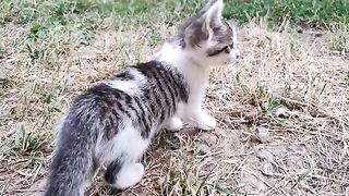 Cute kitten climbing a tree . These kittens are so cute.