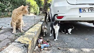 All cats Attack each other in the Angry White Cat's Territory.