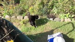 Tuxedo cat Mads offers 'Granny' his help in the garden