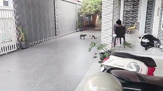 kucing berantem sampai berdarah