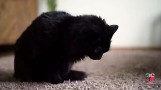 Cat Vomiting | How Does A Cat Vomit