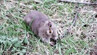 Gopher Digging a Hole