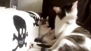 Adorable kitten learning how to clean copying his mom. So cute