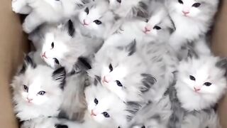 Cute cat 133