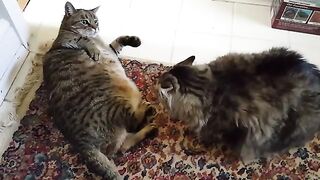 Fat cat fight