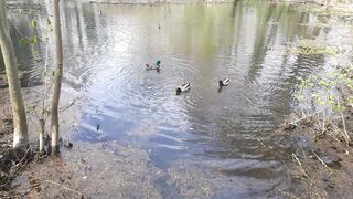 Ducks Enjoy a Peaceful Pond