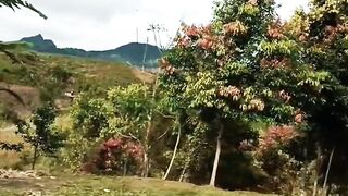 Indahnya kebun kayu manis di Kerinci