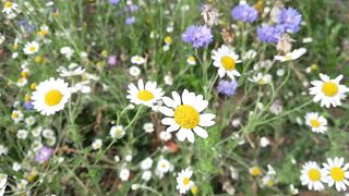 Nature beauty with flowers