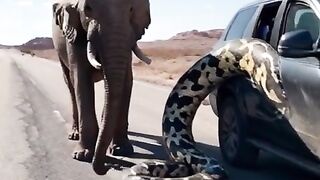 The_elephant_pulled_the_python_out_of_the_car(480p).