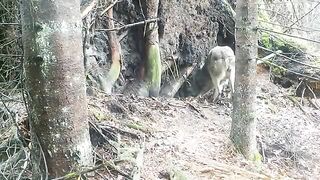 Wild wolf pups and wolf mother preparing the dens