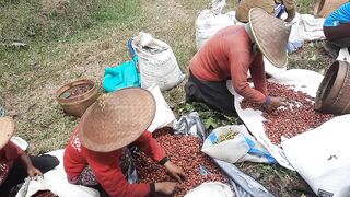 Harvesting