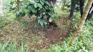 Maintenance of small Coffee plant