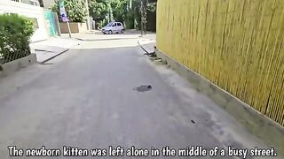 Just born, the poor kitten was abandoned right in the middle of a crowded street