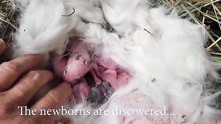 Baby Rabbits: From Newborn to First 4 Weeks of Life