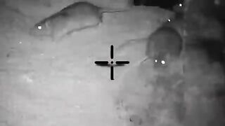 Night hunting rats with thermal scope || shooting rats in farm at night