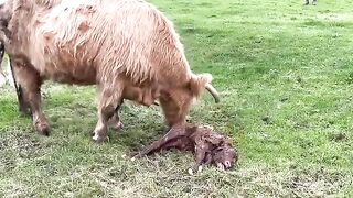 FIRST MOMENTS - NEWBORN Highland calf - first wobbles , first steps. Dale farm PEAK DISTRICT