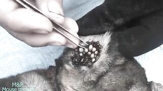 Protect Your Dog From Many Ticks Attacking - How We Can Remove All Ticks From Poor Dog