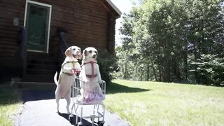 Dogs' Epic Shopping Cart Voyage: Funny Dogs Maymo & Penny 10