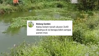 REVIEW alur budidaya IKAN LLE dikolam TANAH ukuran 3x40 meter