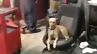 Funny dog 40