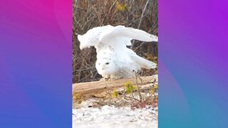 Snowy Owl stretching on the beach in Connecticut ???? beautiful bird at sunset