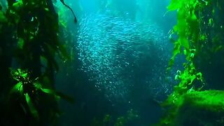 Underwater Dance: A School of Fish in the Depths