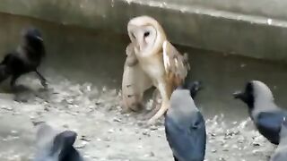 A poor baby Owl being attacked by a flock of crows. P.S: I helped the owl by scaring away the crows.