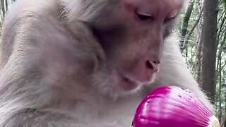 monkey eating onion