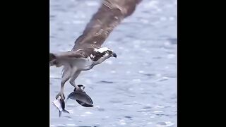 Outstanding scene a brave eagle with its prey