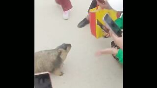 Capybara is on road and people are crazy to see it