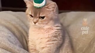 Funny and Cute Cat Compilation – Must Watch!