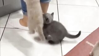 Hungry Kittens Climb All Over Their Mom for Food