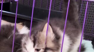 Cute Kittens Stuck and Tangled: Too Cute to Handle!