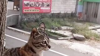 Funny Random Cat Video