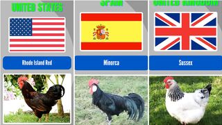 Different Country Breeds of Chickens