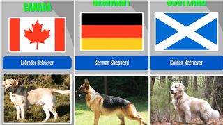 Different Country Breeds of Dogs