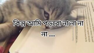 Funny cat videos. 2