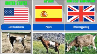 Different Country Breeds of Goats