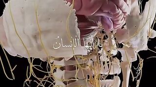 عجائب الخالق في خلقه سبحانه وتعالى جل جلاله