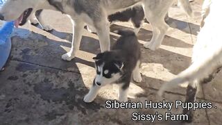 Siberian Husky Puppies